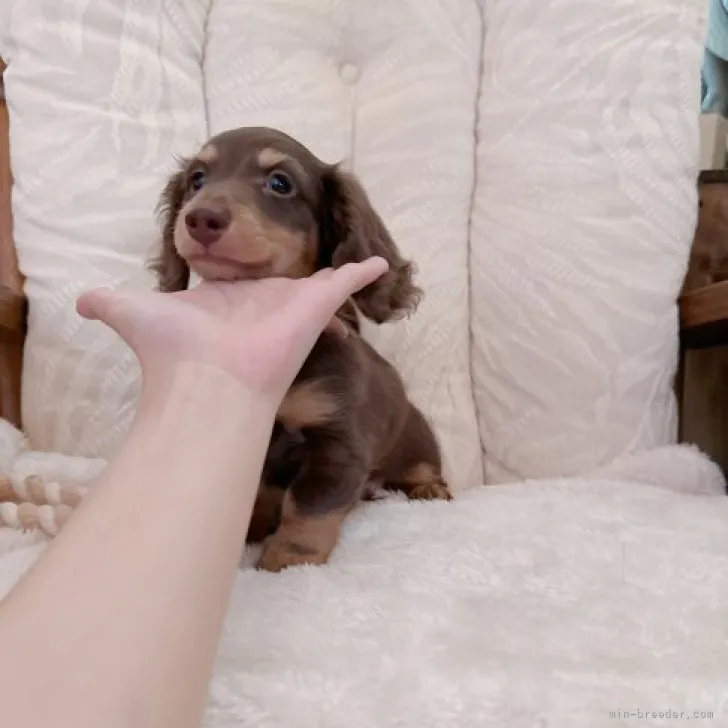 たま 様のお迎えした子犬