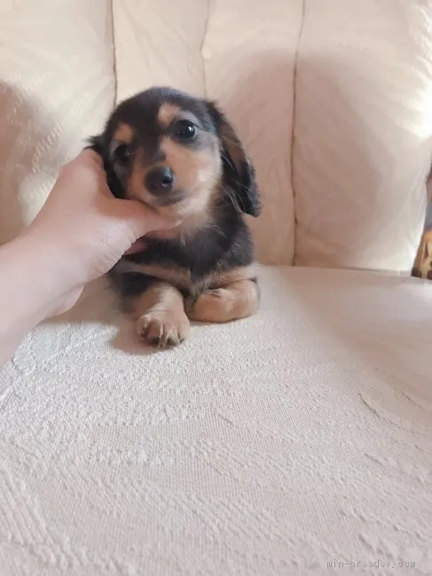 ID:2010-00002の子犬