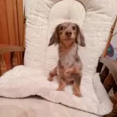 カニンヘンダックスフンド(ロング)【青森県・男の子・2024年4月13日・チョコダップル】の写真1「ママ似の可愛いお顔」