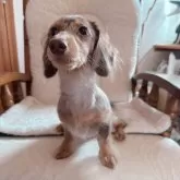 カニンヘンダックスフンド(ロング)【青森県・男の子・2024年4月13日・チョコダップル】の写真4