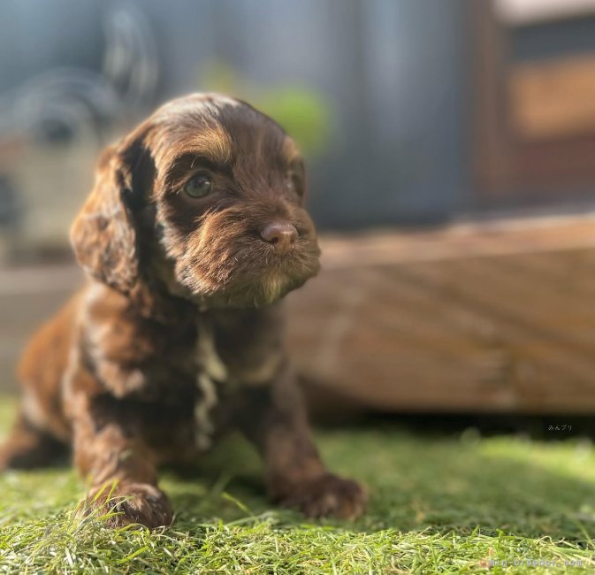 三上　恵美子(みかみ　えみこ)ブリーダー(神奈川県・バーニーズ・マウンテン・ドッグなど・JKC登録)の紹介写真2