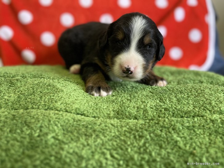 三上恵美子ブリーダーのブログ：可愛いバーニーズ