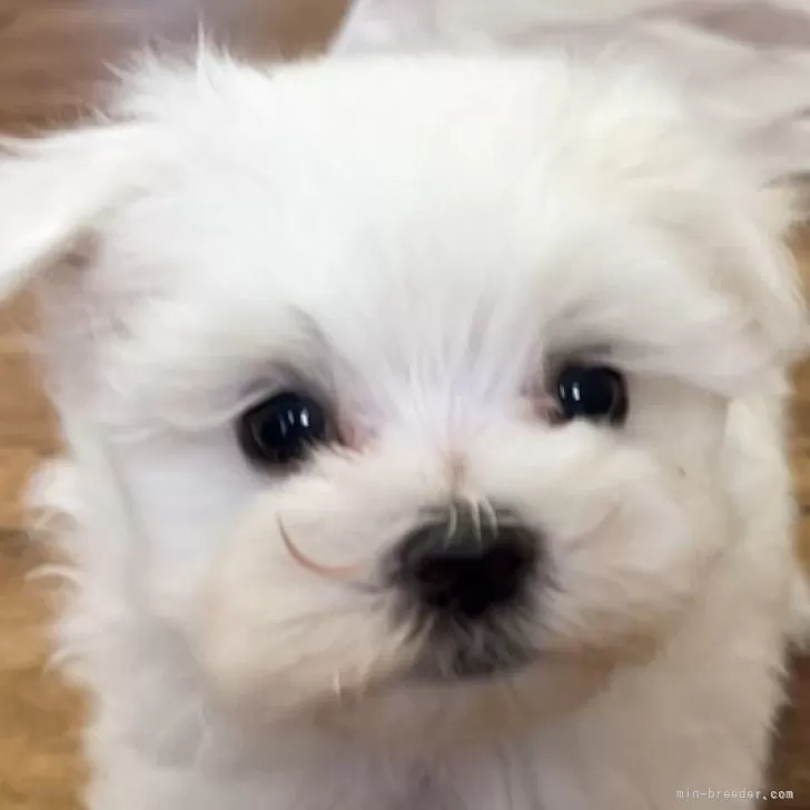 ID：2411-00139の子犬