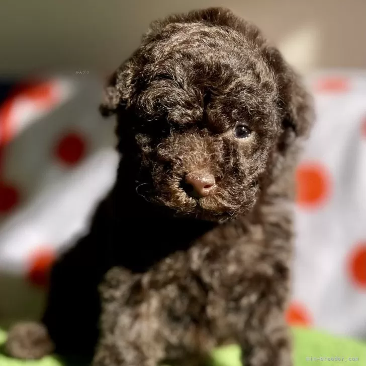 トイプードル(トイ)【神奈川県・男の子・2025年10月25日・ブラウン】の写真1