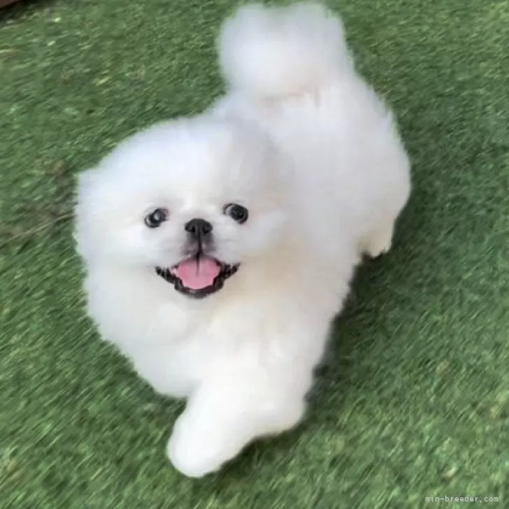 ID：2507-02004の子犬