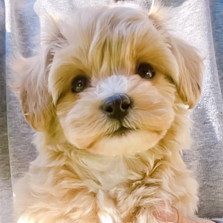 ID：2411-00905の子犬