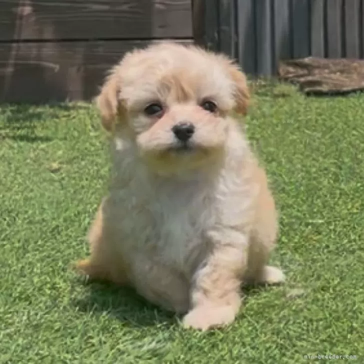 ID:2506-06487の子犬