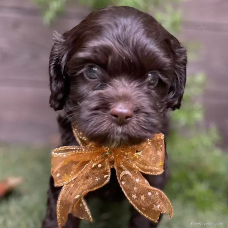 ID：2509-02736の子犬