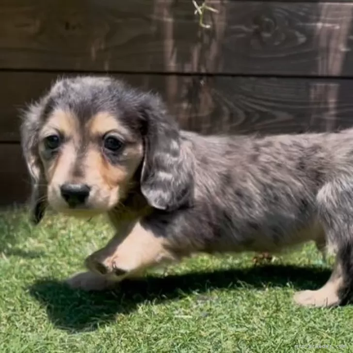 ツルさん 様のお迎えした子犬