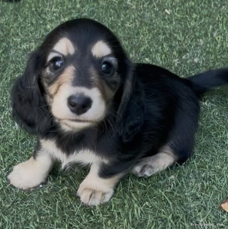 ブリーダー画像