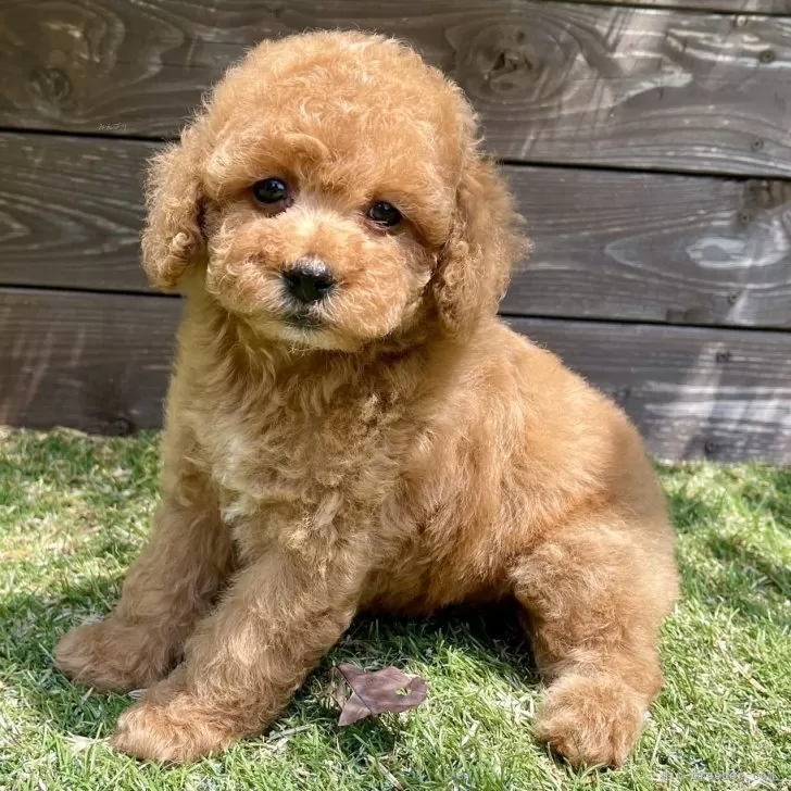 ID：2508-05588の子犬
