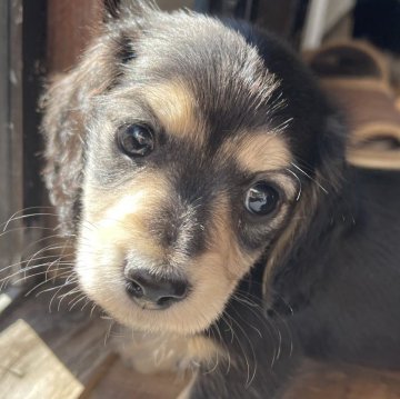 ミニチュアダックスフンド(ロング)【神奈川県・男の子・2025年10月10日・ブラックイエロー】の写真「2頭兄妹」