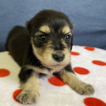 ミニチュアダックスフンド(ロング)【神奈川県・男の子・2025年10月10日・ブラックイエロー】の写真「2頭兄妹」