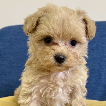 マルプー(マルチーズ×トイプードル)【神奈川県・女の子・2024年10月10日・クリーム】の写真「小ぶりな女の子」