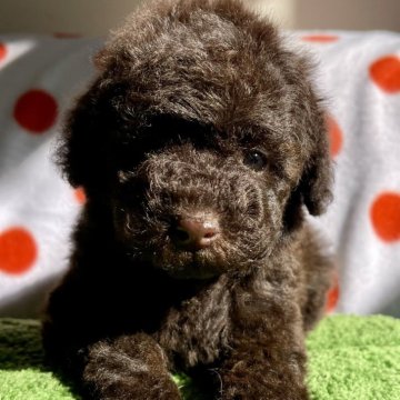 トイプードル(トイ)【神奈川県・女の子・2025年10月25日・ブラウン】の写真「2等兄妹」