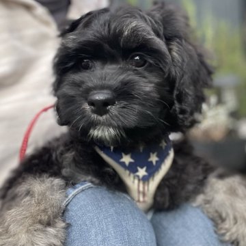 コッカプー(アメリカンコッカースパニエル×トイプードル)【神奈川県・女の子・2025年8月26日・ブラックタン】の写真「元気いっぱいな女の子です！」