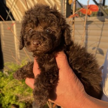 トイプードル(トイ)【神奈川県・女の子・2025年10月25日・ブラウン】の写真「2等兄妹」