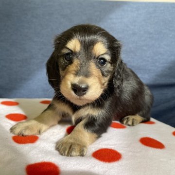 ミニチュアダックスフンド(ロング)【神奈川県・女の子・2025年10月10日・ブラックイエロー】の写真「2頭兄妹」