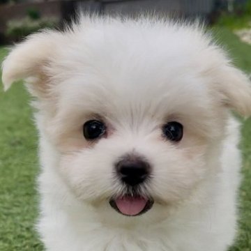 マルチーズ【神奈川県・女の子・2025年8月4日・ホワイト】の写真「ご見学は9/29日まで」