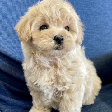 マルプー(マルチーズ×トイプードル)【神奈川県・男の子・2025年1月4日・クリーム】の写真「凛々しいお顔」