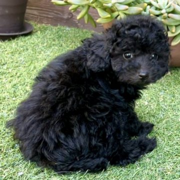 トイプードル(トイ)【神奈川県・女の子・2025年7月27日・ブラック】の写真「５頭兄妹」