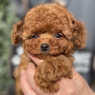 トイプードル(タイニー)【神奈川県・女の子・2025年10月16日・レッド】の写真「めっちゃ可愛い子です！！！」