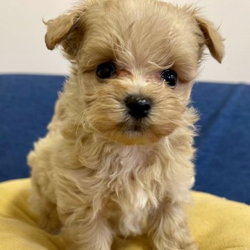 マルプー(マルチーズ×トイプードル)【神奈川県・男の子・2024年10月10日・クリーム】の写真「小ぶりな男の子」