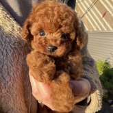 トイプードル(タイニー)