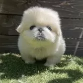 ペキニーズ