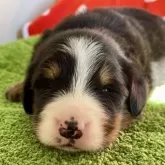 バーニーズ・マウンテン・ドッグ