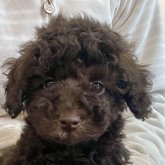 トイプードル(トイ)