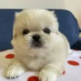 ペキニーズ