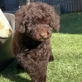 トイプードル(トイ)【神奈川県・男の子・2024年11月4日・ブラウン】の写真3