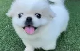 ペキニーズ【神奈川県・男の子・2025年7月29日・クリーム&ホワイト】の写真4