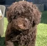 トイプードル(トイ)【神奈川県・男の子・2024年11月4日・ブラウン】の写真4
