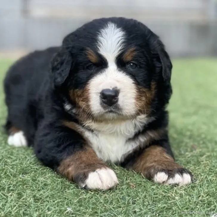 ID:2307-01486の子犬
