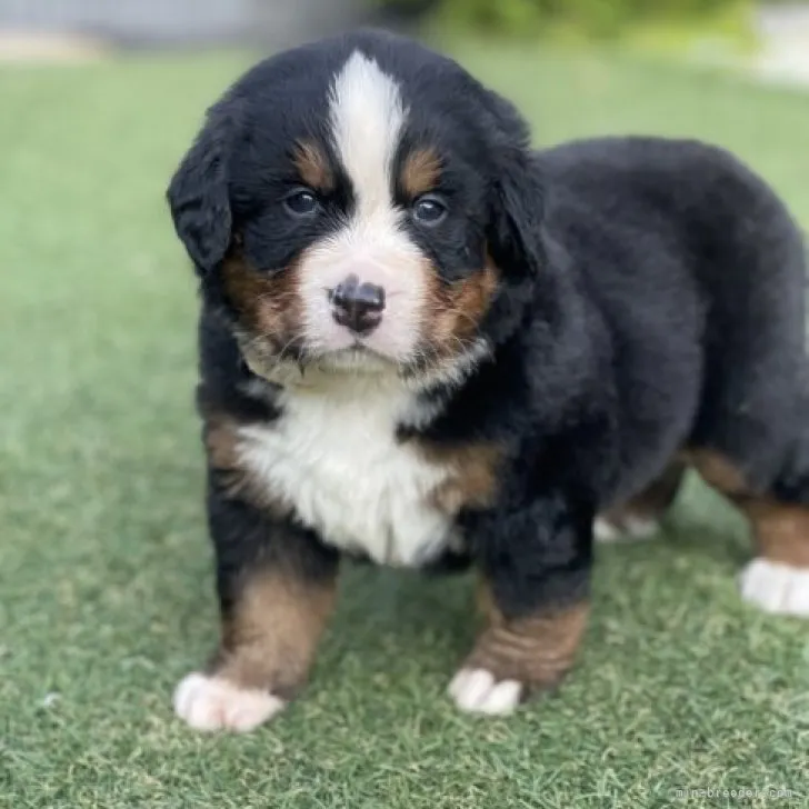 ID:2307-01520の子犬