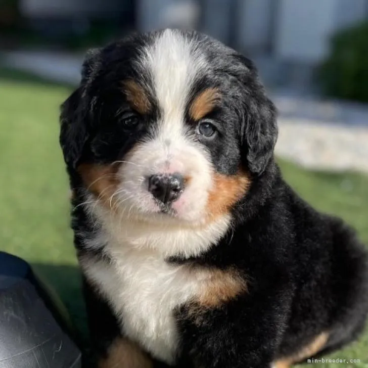 ID：2211-02940の子犬