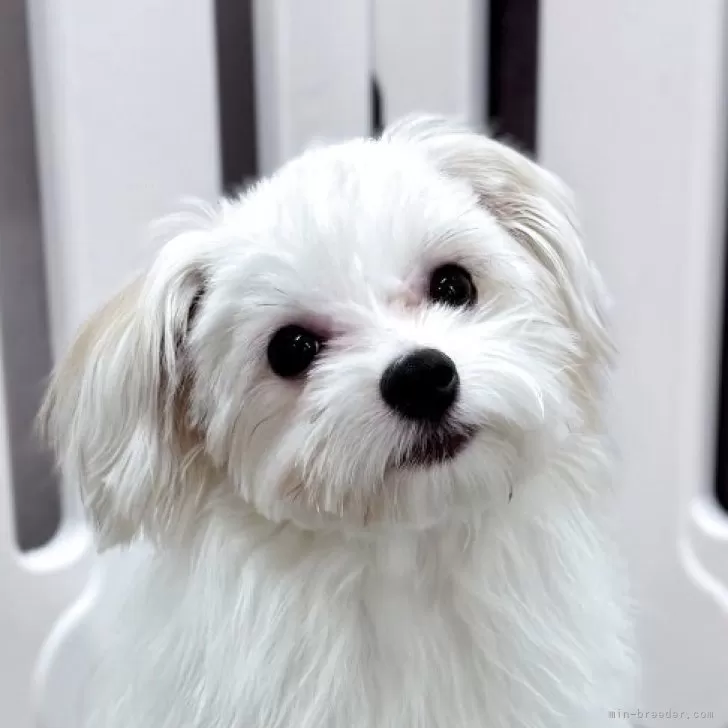 ミックス(マルチーズ×パピヨン)【埼玉県・男の子・2025年4月17日・ホワイト&amp;ブラウン】の写真1