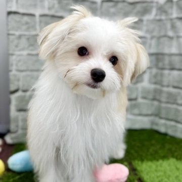 ミックス(マルチーズ×パピヨン)【埼玉県・男の子・2025年4月17日・ホワイト&ブラウン】の写真「元気いっぱいの男の子です❗️」
