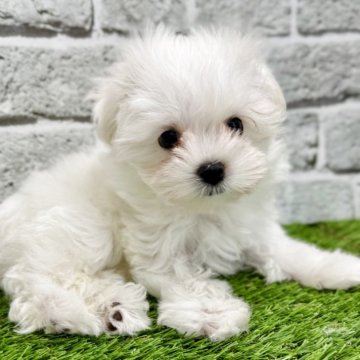 マルチーズ【埼玉県・男の子・2025年9月29日・ホワイト】の写真「可愛いお顔の男の子です❗️」