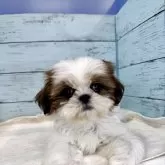 シーズー