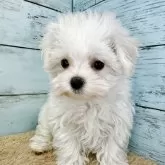 マルチーズ【埼玉県・女の子・2025年2月23日・ホワイト】の写真1「現在の体重約700gで毎日成長中❗️」