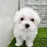 マルチーズ【埼玉県・女の子・2025年9月29日・ホワイト】の写真1「現在体重約540g❗️毎日成長中です❗️」