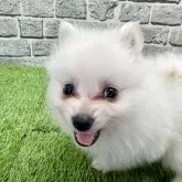 ポメラニアン