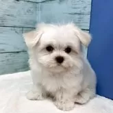 マルチーズ