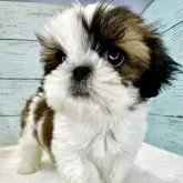 シーズー【埼玉県・女の子・2025年3月14日・ホワイト&ゴールド】の写真5