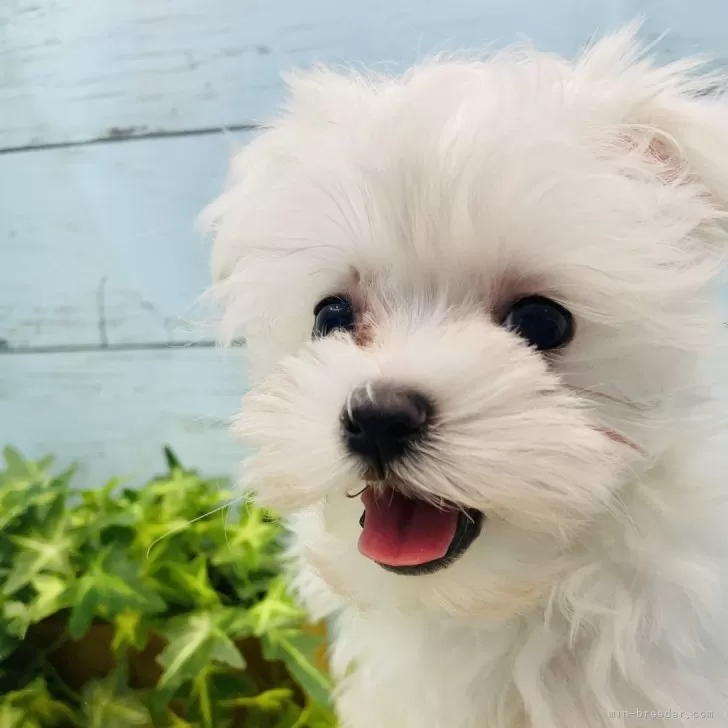 ID：2403-01769の子犬