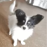 パピヨン