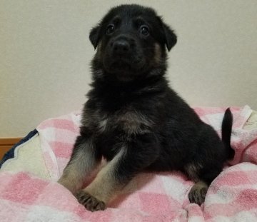 ジャーマン・シェパード・ドッグ【千葉県・男の子・2021年2月1日・ブラックタン】の写真「両親犬共に追及血統の子犬です」